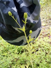 Ranunculus chinensis