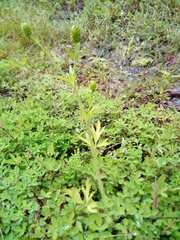 Ranunculus chinensis
