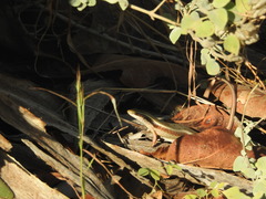 Eutropis carinata