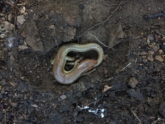 Plestiodon gilberti gilberti