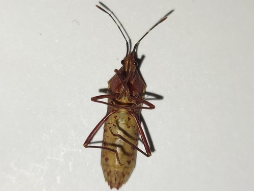 Namacus annulicornis