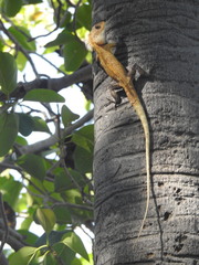 Calotes versicolor