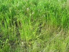 Ranunculus chinensis