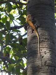 Calotes versicolor