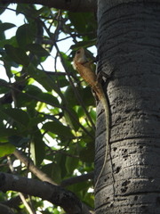 Calotes versicolor