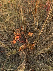 Rosa arkansana