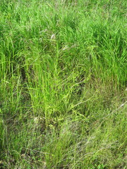 Ranunculus chinensis