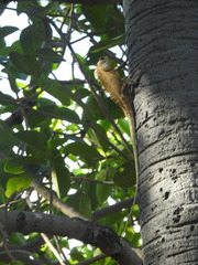Calotes versicolor