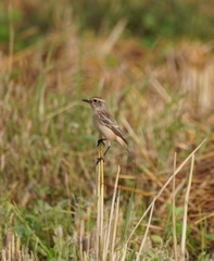 Saxicola maurus
