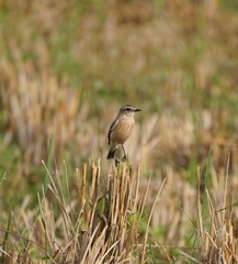 Saxicola maurus