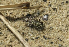 Cicindela hirticollis