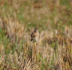 Saxicola maurus