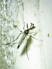 Psorophora cyanescens