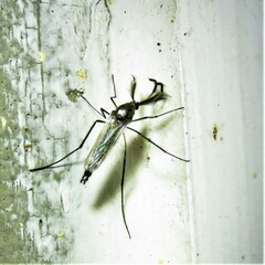 Psorophora cyanescens