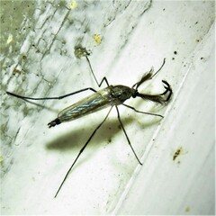 Psorophora cyanescens