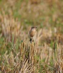 Saxicola maurus