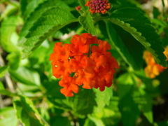 Lantana horrida
