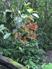 Palicourea thyrsiflora