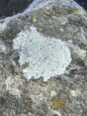 Physcia caesia