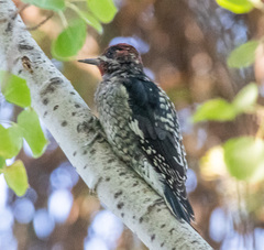 Sphyrapicus ruber × nuchalis
