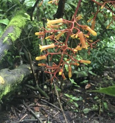 Palicourea thyrsiflora