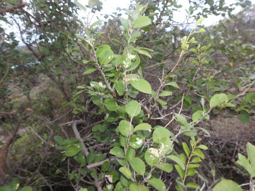 Image of Tree Caper (Capparis grandis) by (c) Hopeland, some rights reserved (CC BY)