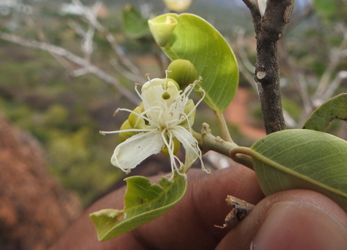 Image of Capparis grandis by (c) Hopeland, some rights reserved (CC BY)