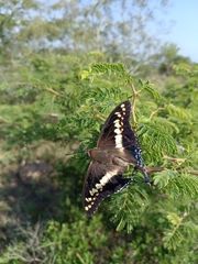 Charaxes castor