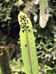 Notogrammitis billardierei