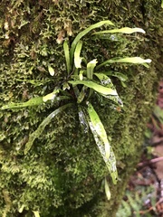 Notogrammitis billardierei