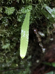 Notogrammitis billardierei