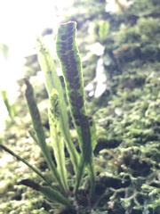 Notogrammitis billardierei