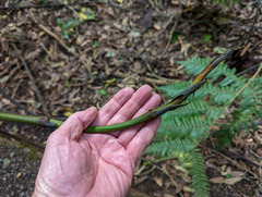 Ripogonum scandens
