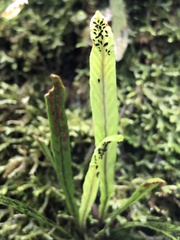 Notogrammitis billardierei