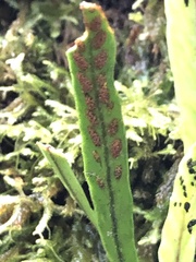 Notogrammitis billardierei