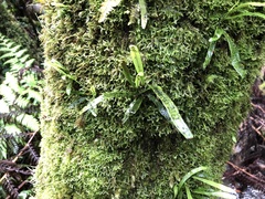 Notogrammitis billardierei