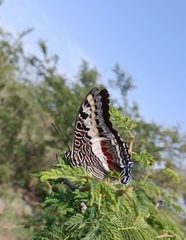 Charaxes castor