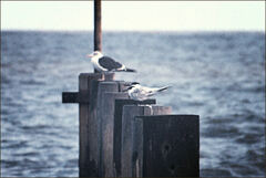 Thalasseus sandvicensis