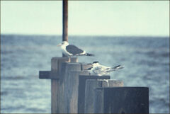 Thalasseus sandvicensis