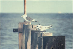 Thalasseus sandvicensis