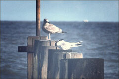 Thalasseus sandvicensis