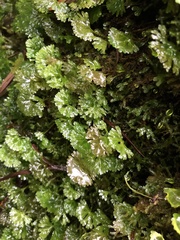 Hymenophyton flabellatum