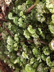 Hymenophyton flabellatum