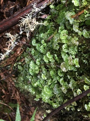 Hymenophyton flabellatum