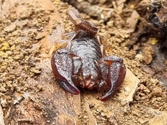 Urodacus manicatus