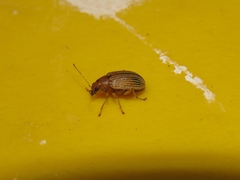 Colaspis brunnea