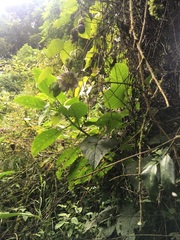 Passiflora ligularis