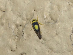 Colladonus clitellarius