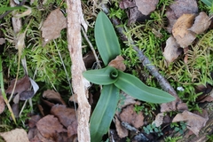 Ophrys apifera