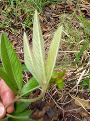 Eriosema pauciflorum image